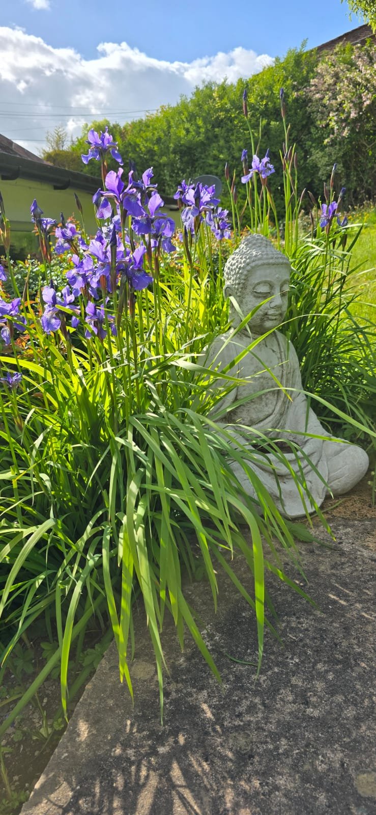 A stone Buddha statue nestled among purple irises in the garden
